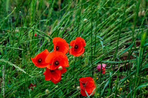 Italy, Apulia, Metropolitan City of Bari, Gioia del Colle. Poppies.