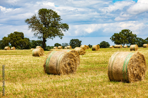Italy, Apulia, Metropolitan City of Bari, Gioia del Colle. Bales of hay in a field.