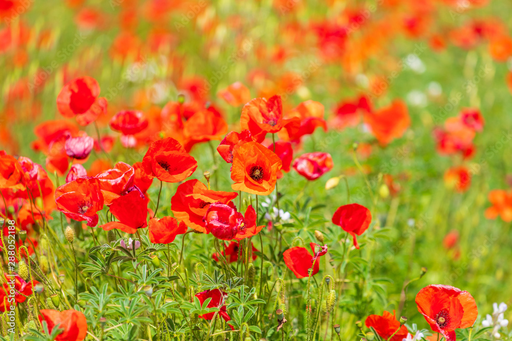Obraz premium Italy, Apulia, Metropolitan City of Bari, Locorotondo. Field of poppies.