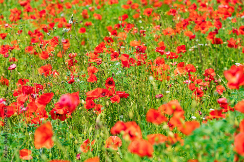 Italy  Apulia  Metropolitan City of Bari  Locorotondo. Field of poppies.