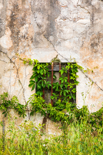 Italy, Apulia, Metropolitan City of Bari, Alberobello. A vine growing up an old stucco wall.