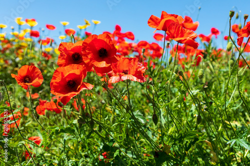 Italy  Apulia  Province of Brindisi  Ostuni. Poppy fields outside the town of Ostuni.