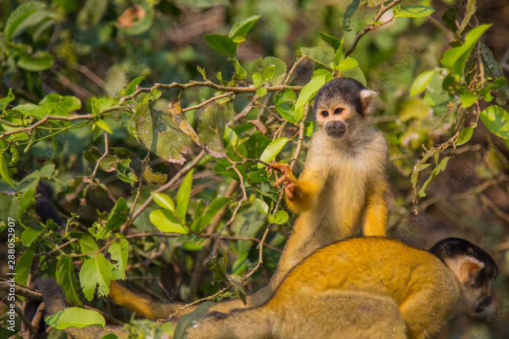 The mono amarillo chichi monkey Stock Photo