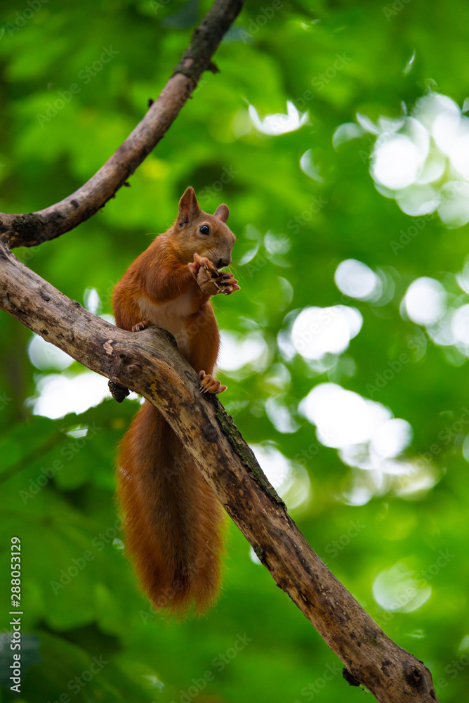 Squirrel on autumn tree nature animal wild life survive Squirrel on autumn tree nature animal wild life survive