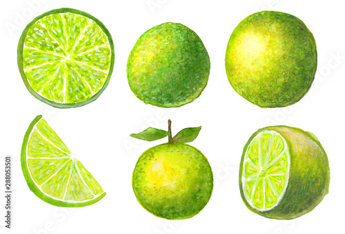 watercolor illustration set of green lyme