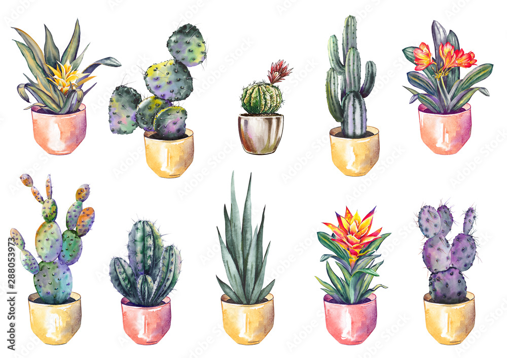 Set of potted house plants, cactuses and flowers. Watercolor illustration isolated on white background.