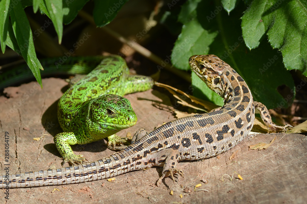 male and female lizards in the mating season male and female lizards in the mating season