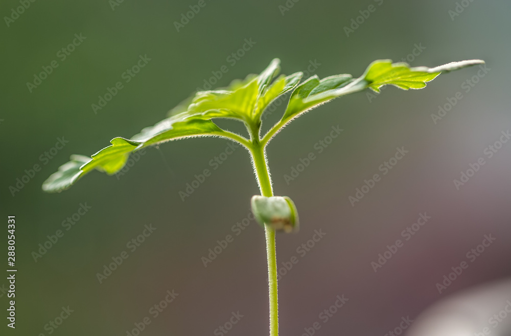 Close-up shot of a cannabis plant growing Close-up shot of a cannabis plant growing