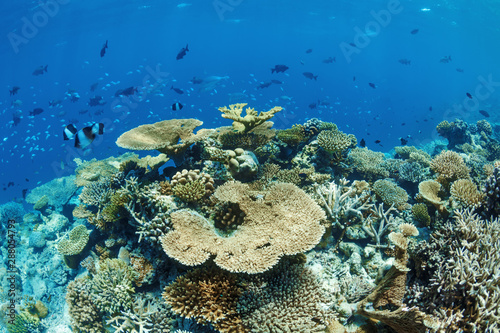 Fragment of a coral reef on the Maldives.