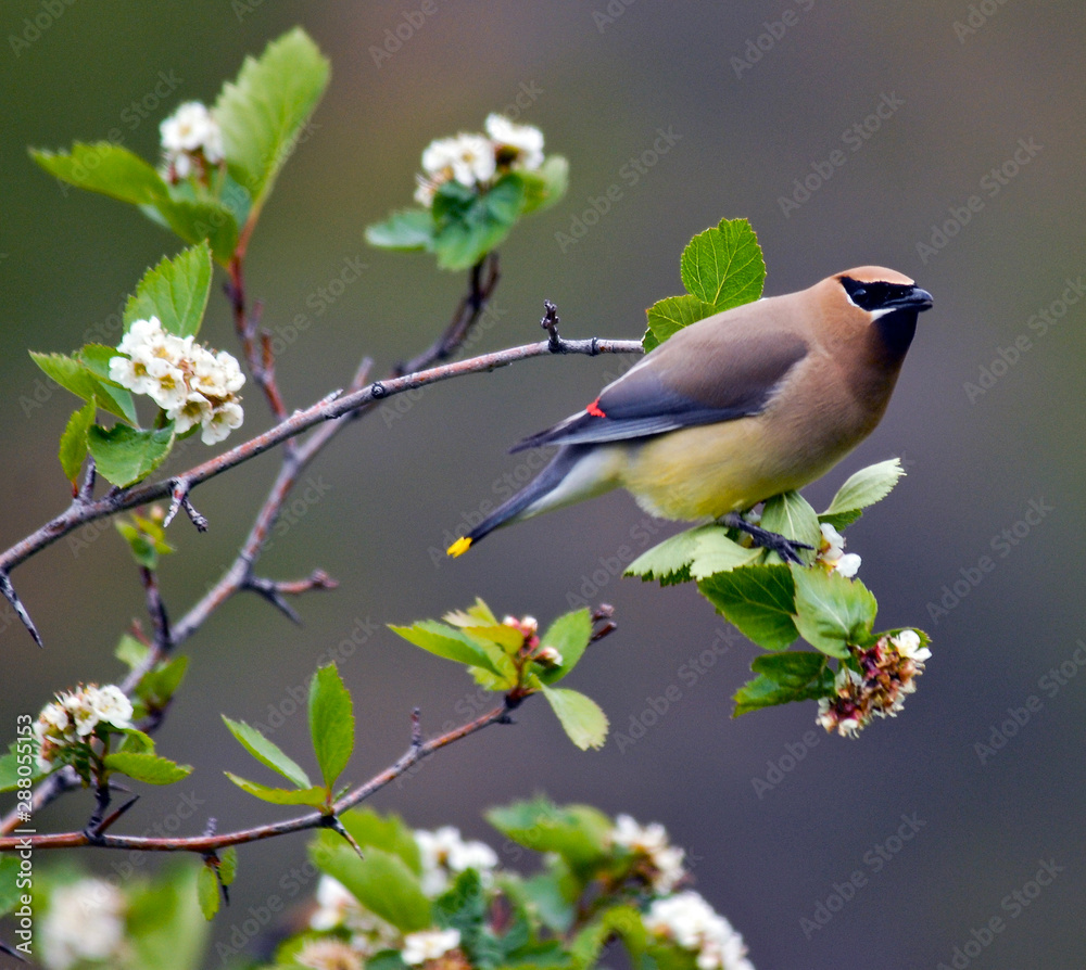 Cedar Waxwing