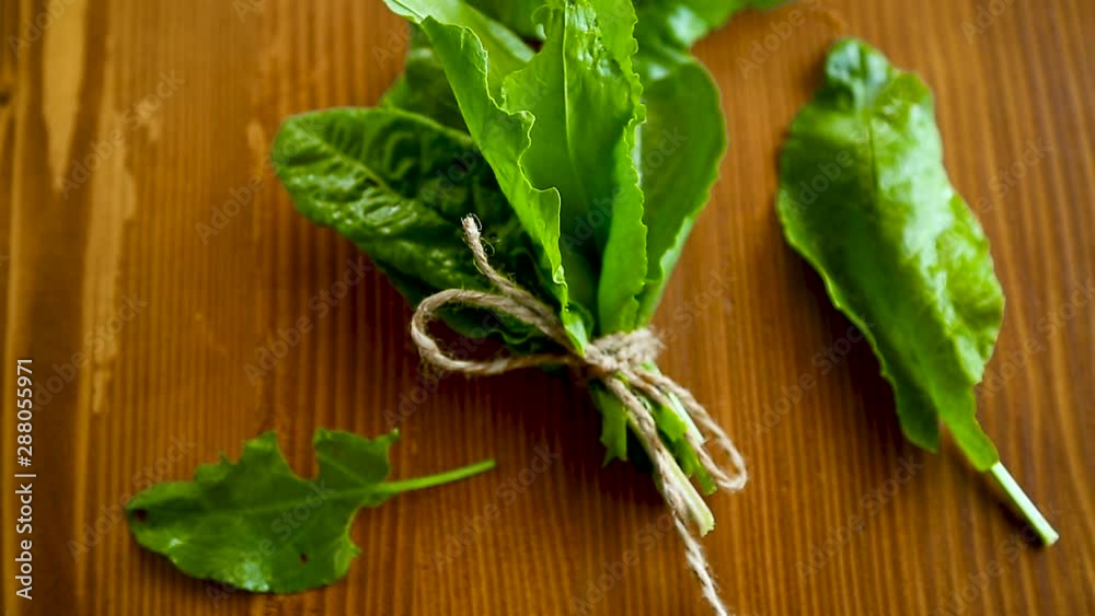 bunch of organic fresh green sorrel, on a table. bunch of organic fresh green sorrel, on a table.