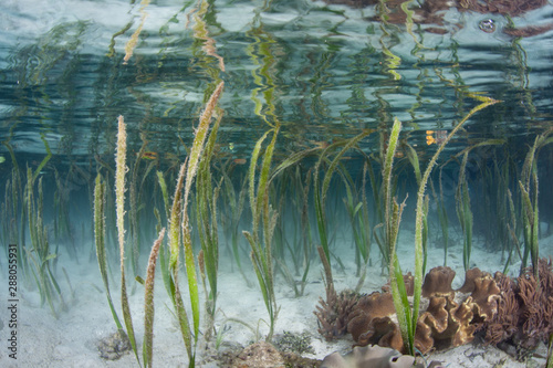 Blades of seagrass grow in shallow water in Raja Ampat, Indonesia. Seagrass meadows are ecologically important habitats, used as nurseries and as a food source.