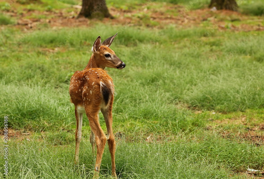 beautiful little fawn beautiful little fawn