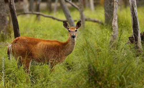 Red deer hind