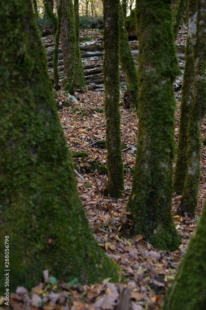 Fototapeta premium autumn forest trees