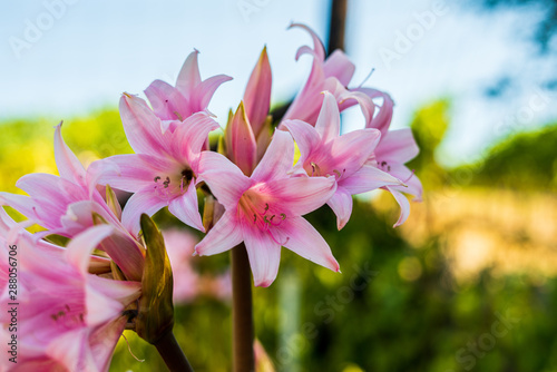 Obraz na plátně Amaryllis belladonna natural background