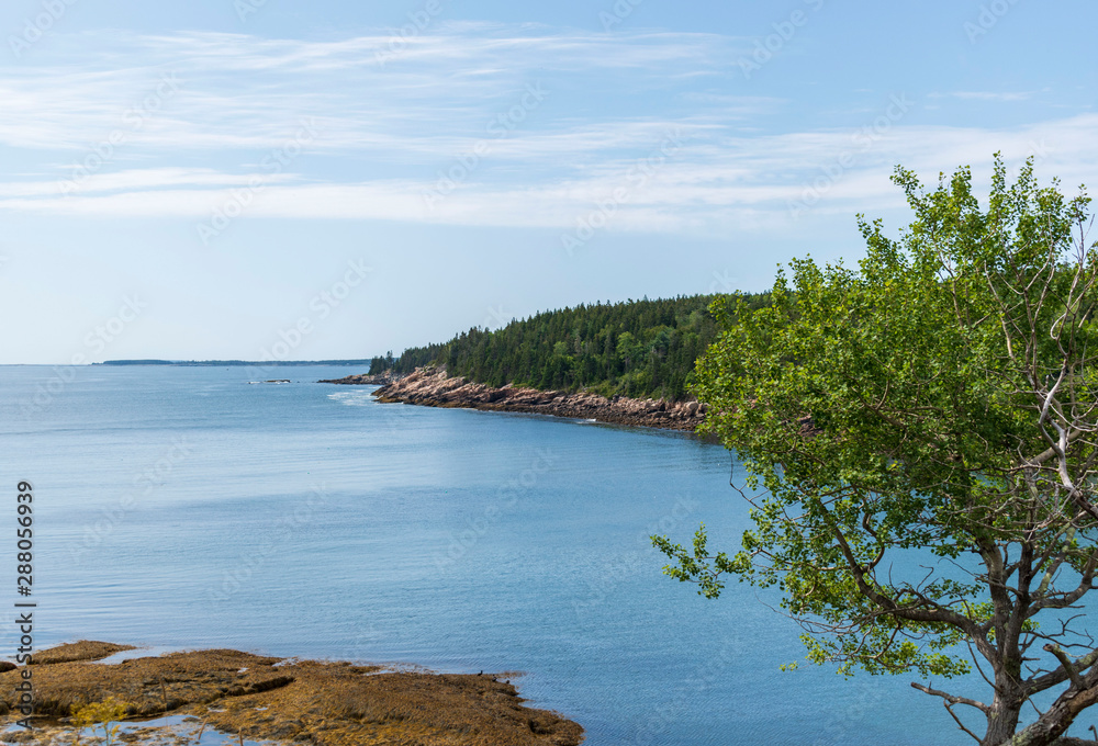 Obraz premium otter point acadia national park