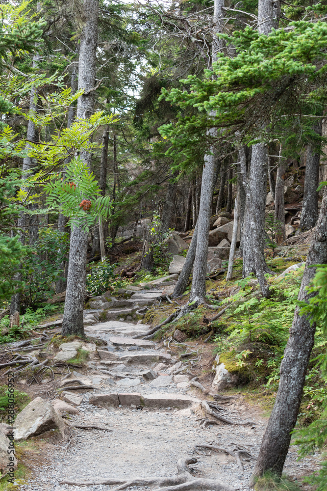 Fototapeta premium hiking path in the forest