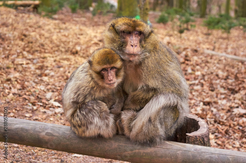 Two Barbary Macaque In His Winter Fur Sit On a Wooden Bar