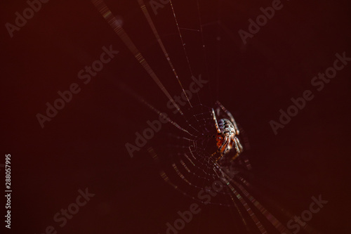spider on web