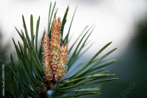 pine tree branch with cones