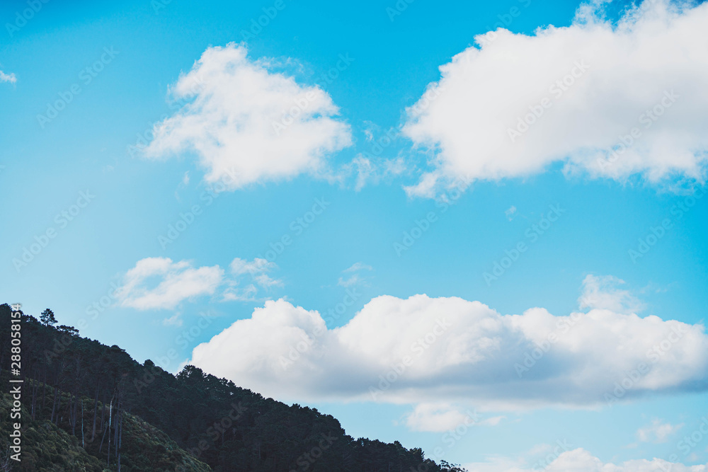 Obraz premium Clear blue sky with tree Slihouette.