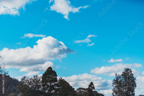 Clear blue sky with tree Slihouette. photo