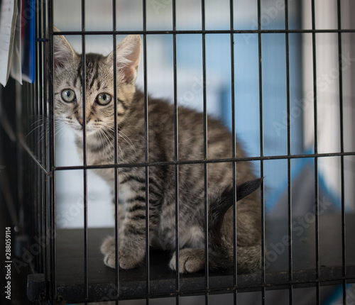 Cute kitty in cage for adoption