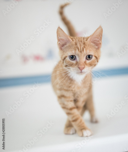 Adorable orange kitten
