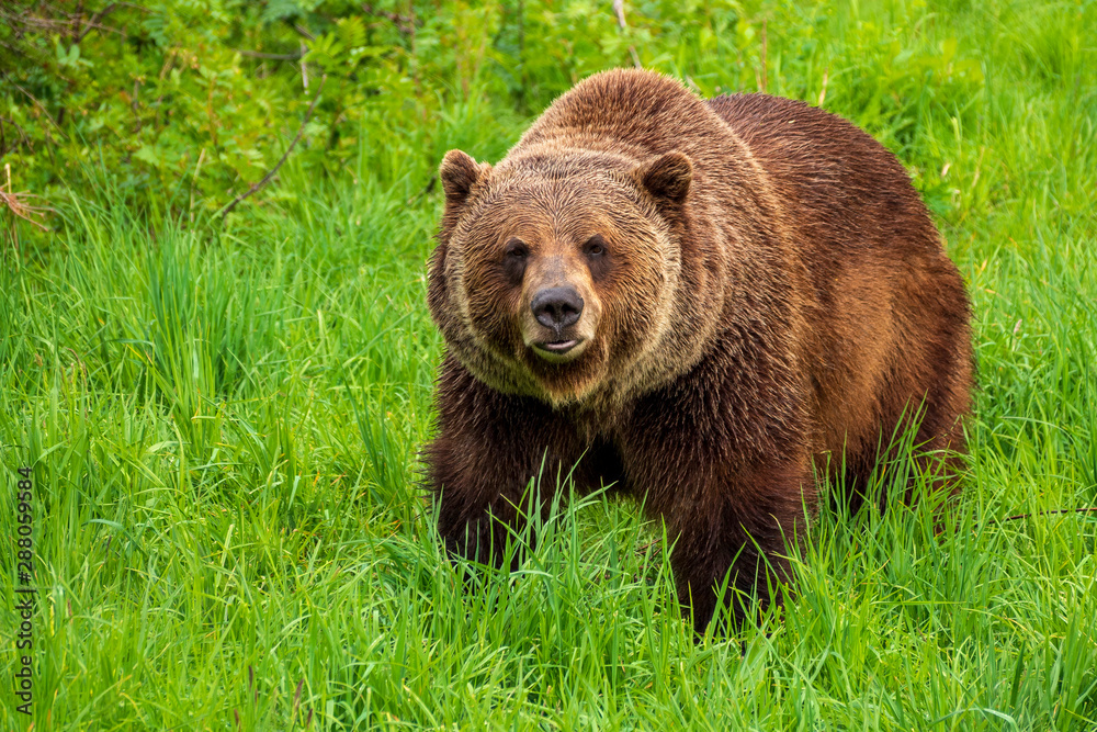 Fototapeta premium Ursus arctos or grizzly (brown) bear walking in a meadow and looking at the camera.