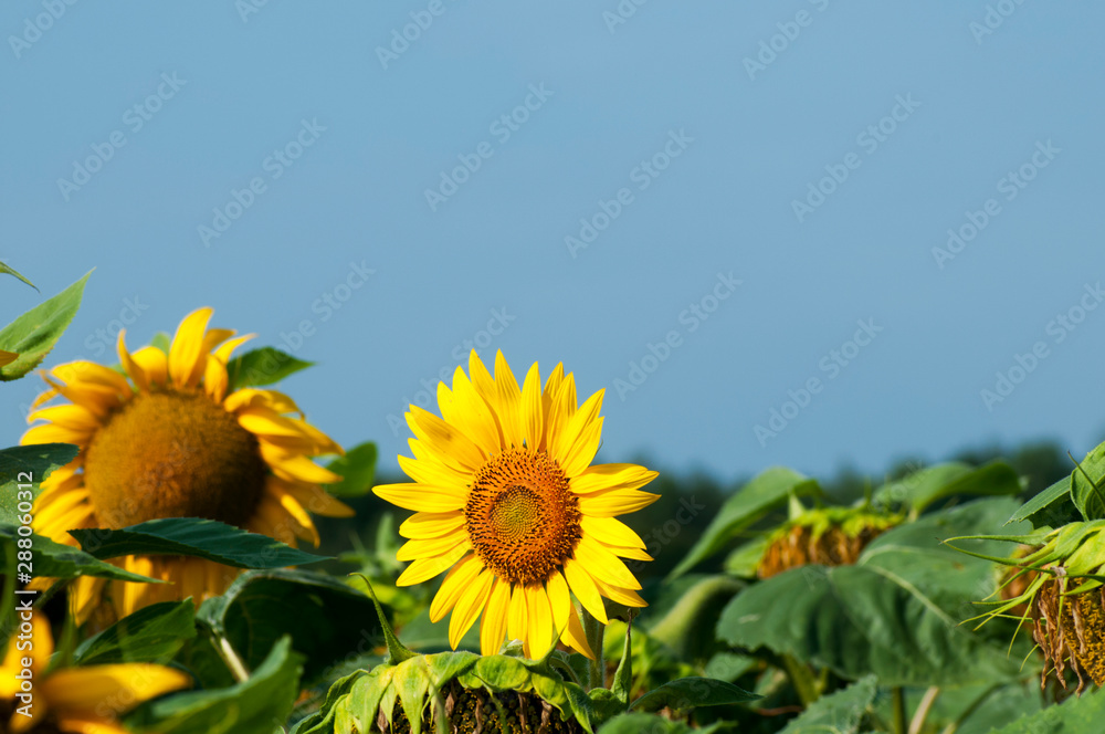 Fototapeta premium bright sunflowers on a large field on a sunny day