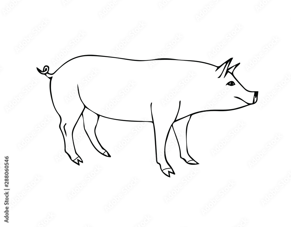 Vector hand drawn doodle sketch pig isolated on white background Vector hand drawn doodle sketch pig isolated on white background