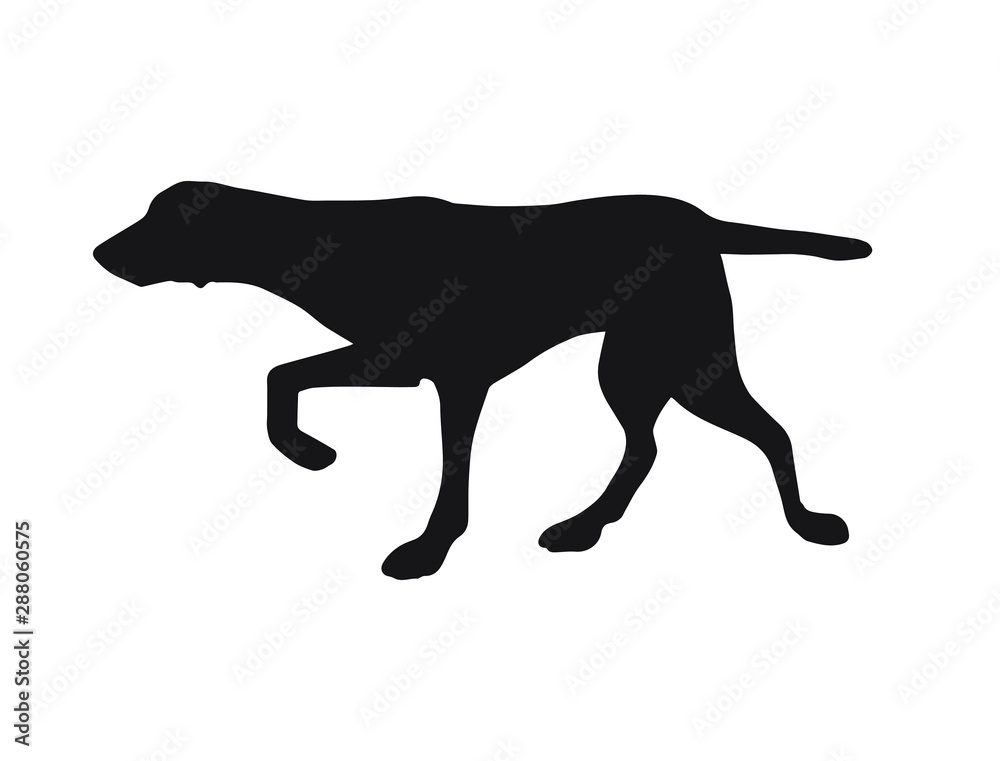 Vector black kurtshaar hunting dog silhouette isolated on white background