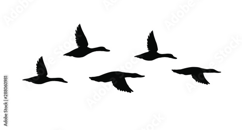 Vector black flock of flying duck silhouette isolated on white background
