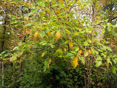 close view on fall foliage on tree in early autumn