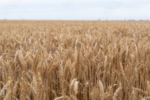 Stampa su tela Ripe golden wheat