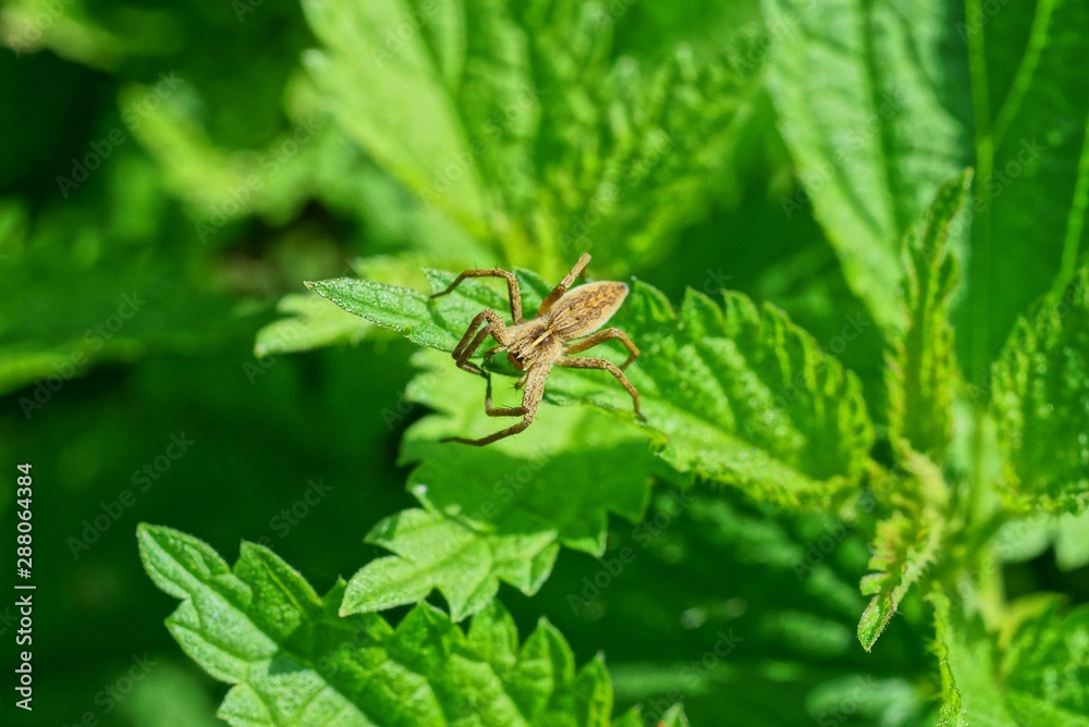 gray spider sits on a green leaf of a nettle plant gray spider sits on a green leaf of a nettle plant