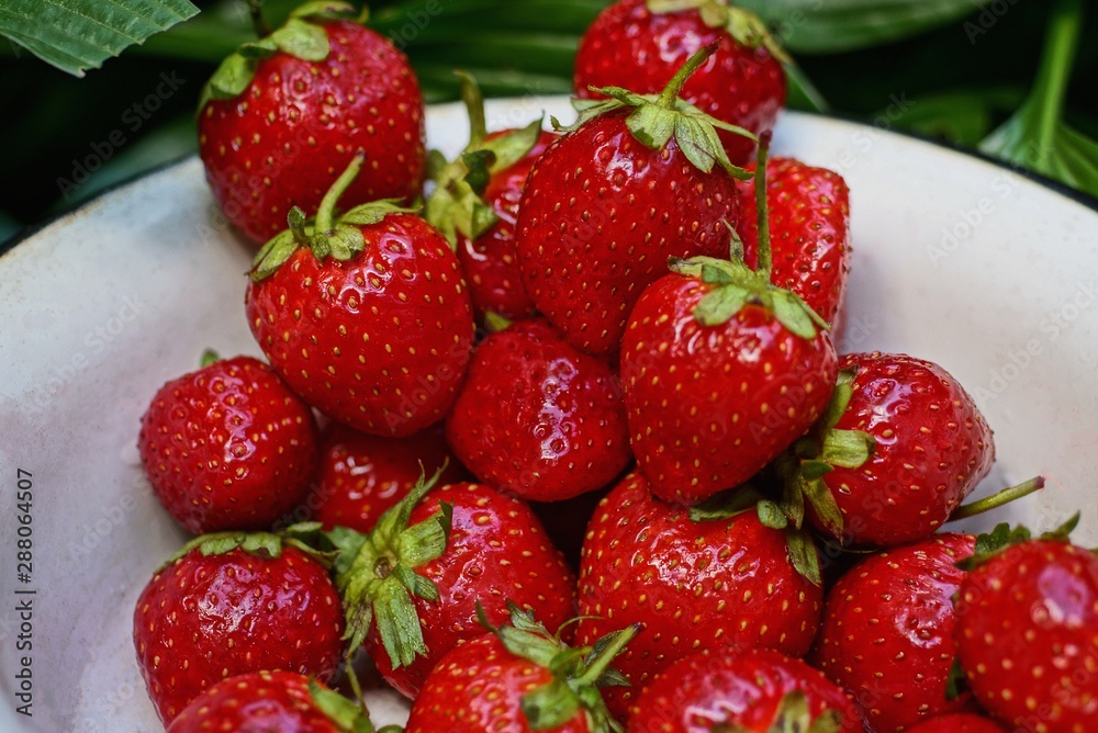 red strawberries in a white bowl among green vegetation red strawberries in a white bowl among green vegetation