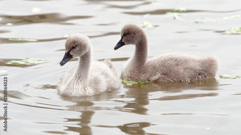 Two baby black swans swimming in lake together.