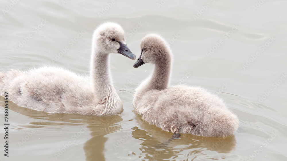 Fototapeta premium Two baby black swans swimming in lake together.