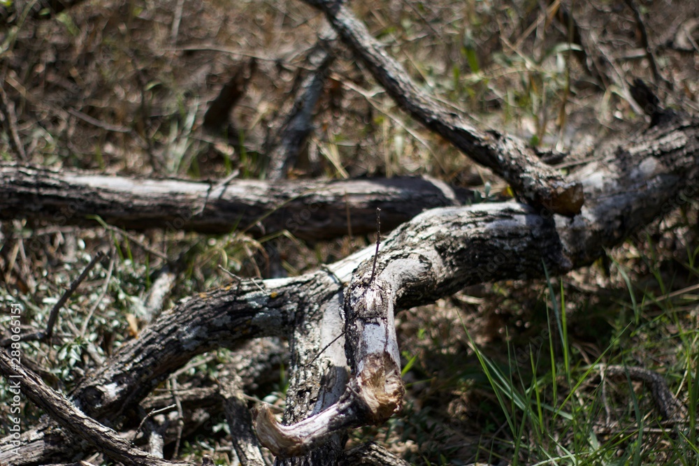 trunk of a tree