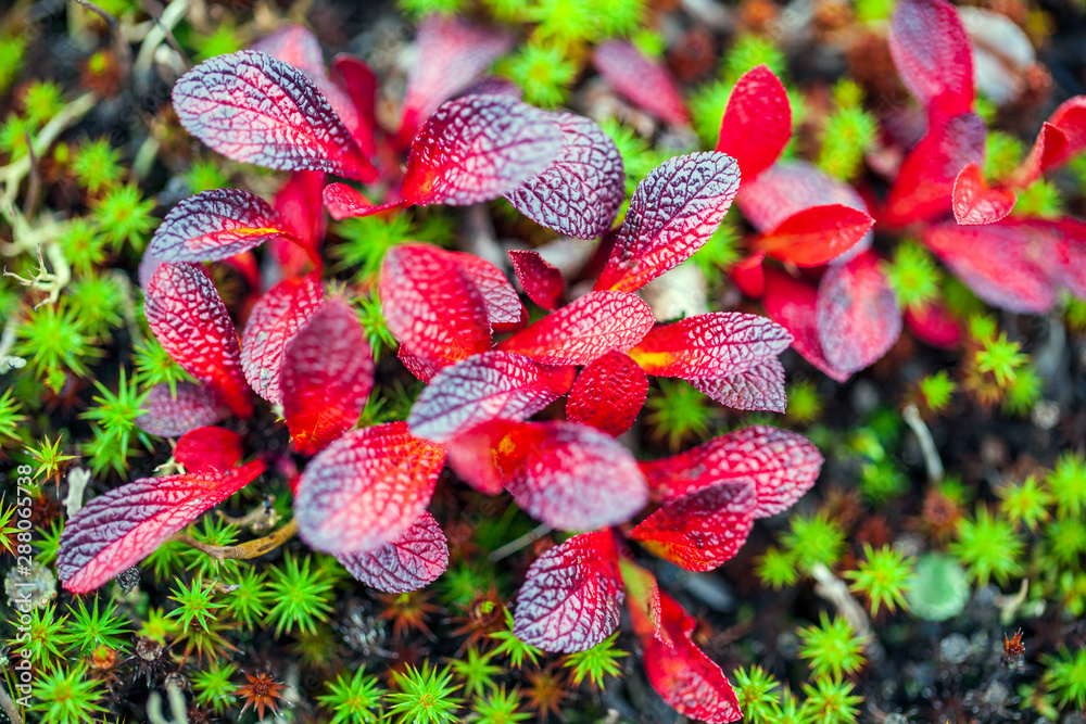 autumn in the tundra, red leaves on the moss background