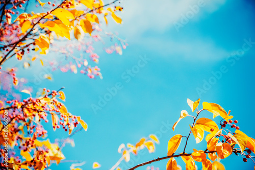 Fototapeta Naklejka Na Ścianę i Meble -  autumn leaves on blue sky background