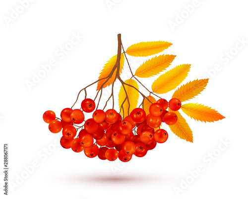 Red rowan berries bunch with orange autumn leaves, vector realistic illustration isolated on white background