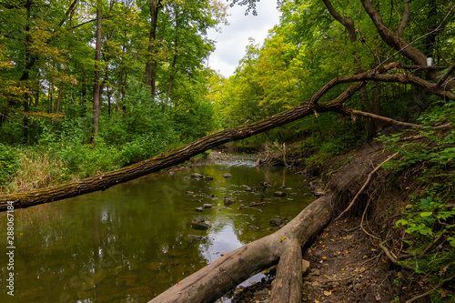 Stream through Waterfall Glen