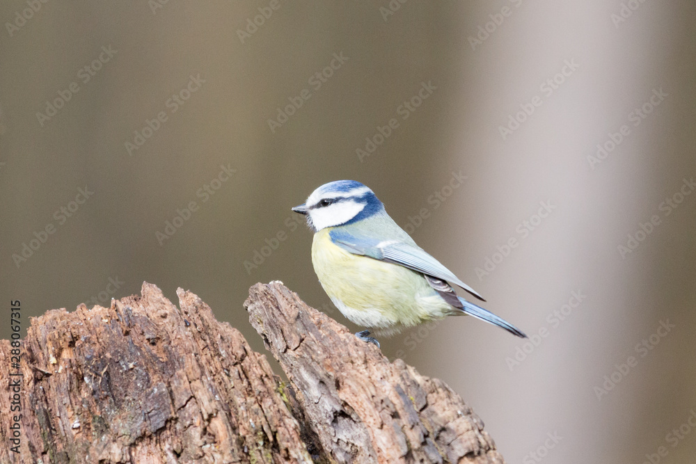 Fototapeta premium Blue tit on a stump