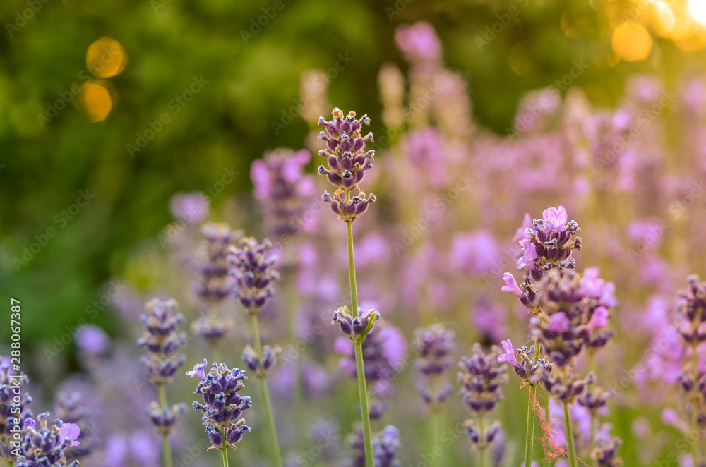 Tender lavender flowers in warm sunset light with blurred background. Tender lavender flowers in warm sunset light with blurred background.