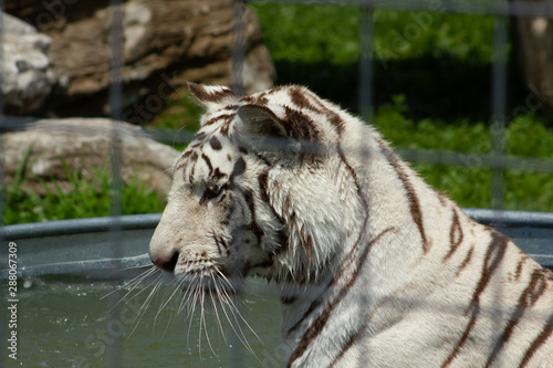 White tiger bathing and playing in the pool