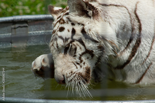 White tiger bathing and playing in the pool