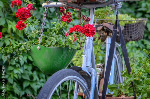 Old vintage bicycle decorated with flowers and green plants. Close up,